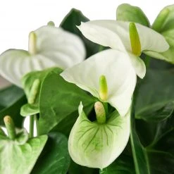 House Plant Dropship Anthurium 'White' 7 House Plant Dropship Anthurium 'White'