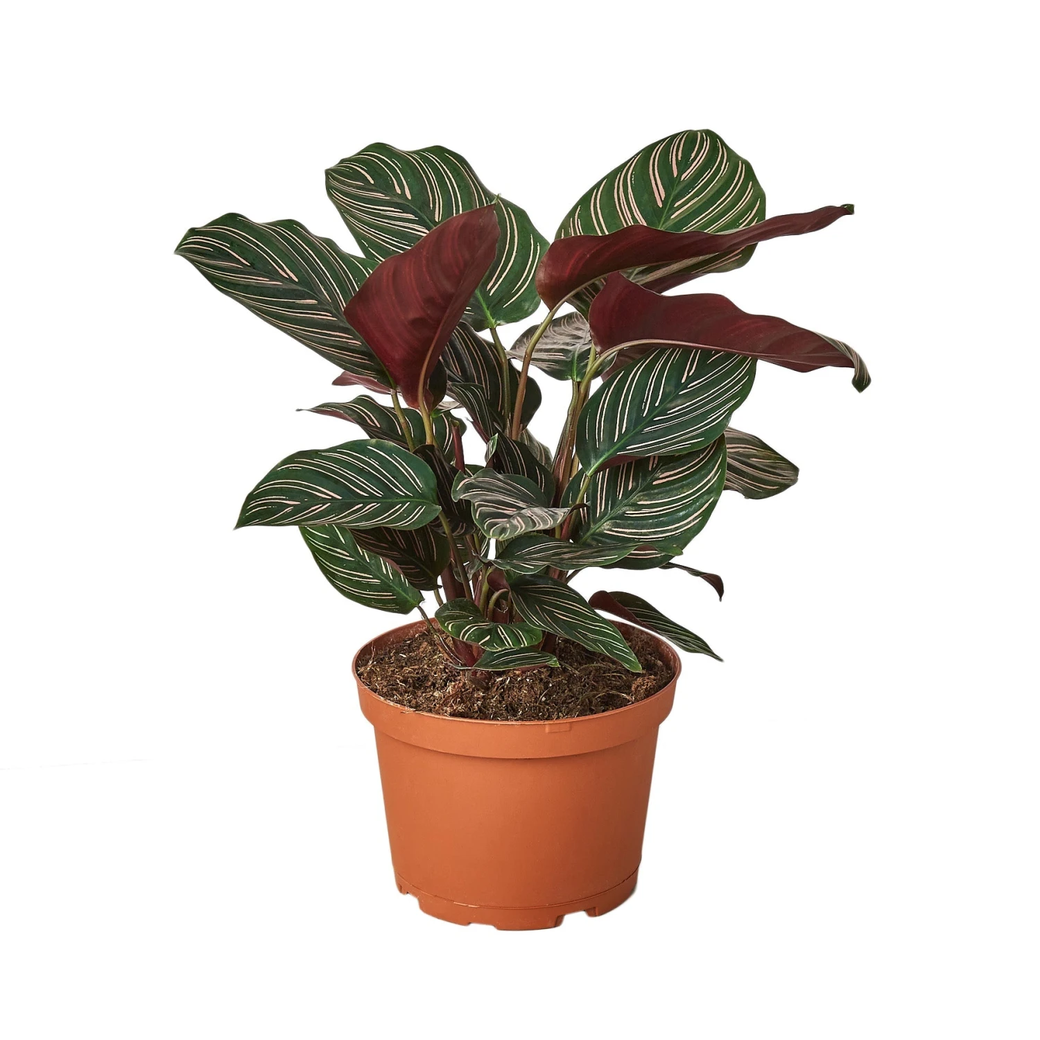 House Plant Dropship Calathea Ornata Live Plants 3 House Plant Dropship Calathea Ornata Live Plants