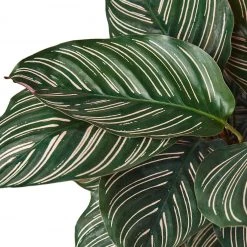House Plant Dropship Calathea Ornata Live Plants
