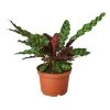 House Plant Dropship Calathea Rattlesnake New 1 House Plant Dropship Calathea Rattlesnake New