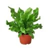 House Plant Dropship Live Plants Bird's Nest Nidus Fern 1 House Plant Dropship Live Plants Bird's Nest Nidus Fern