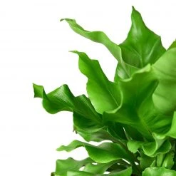 House Plant Dropship Live Plants Bird's Nest Nidus Fern 9 House Plant Dropship Live Plants Bird's Nest Nidus Fern