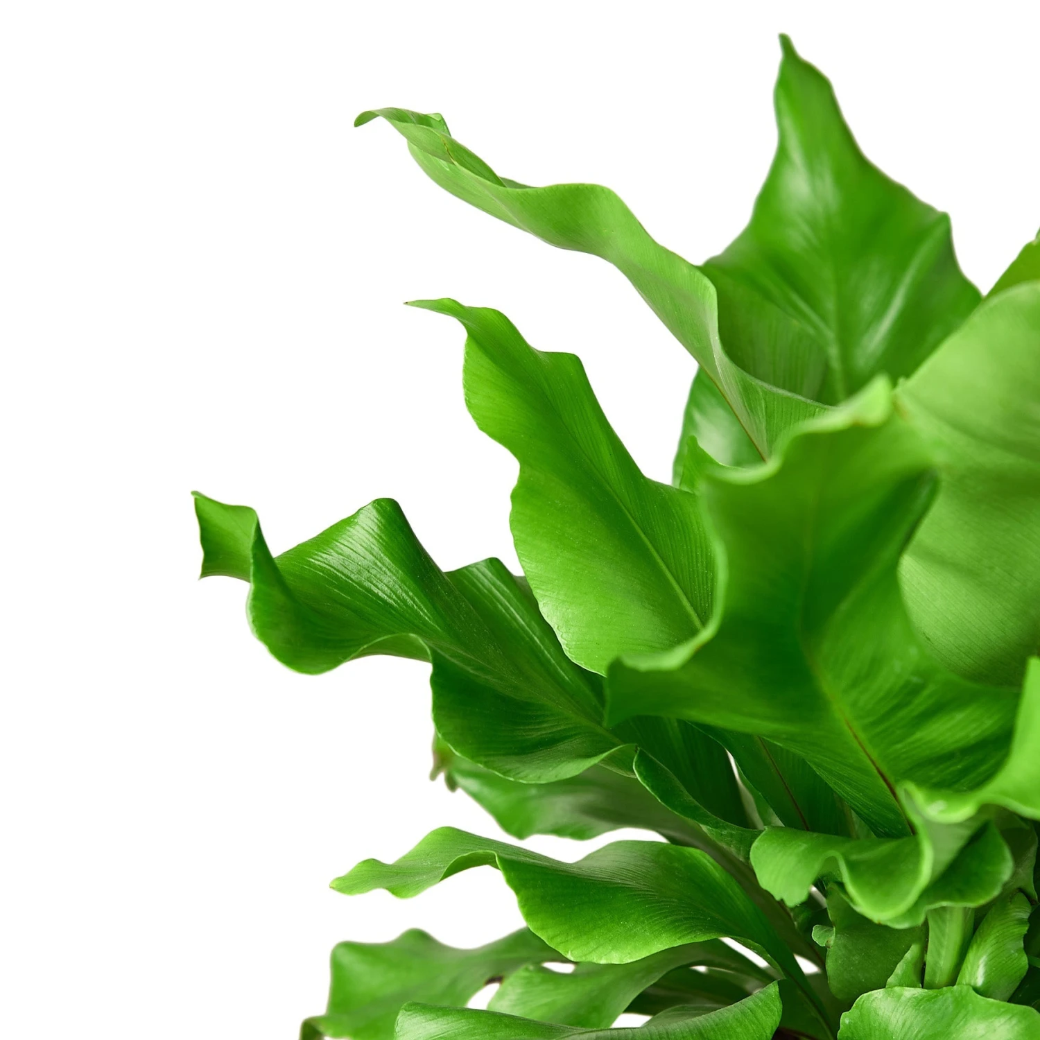 House Plant Dropship Live Plants Bird's Nest Nidus Fern 6 House Plant Dropship Live Plants Bird's Nest Nidus Fern