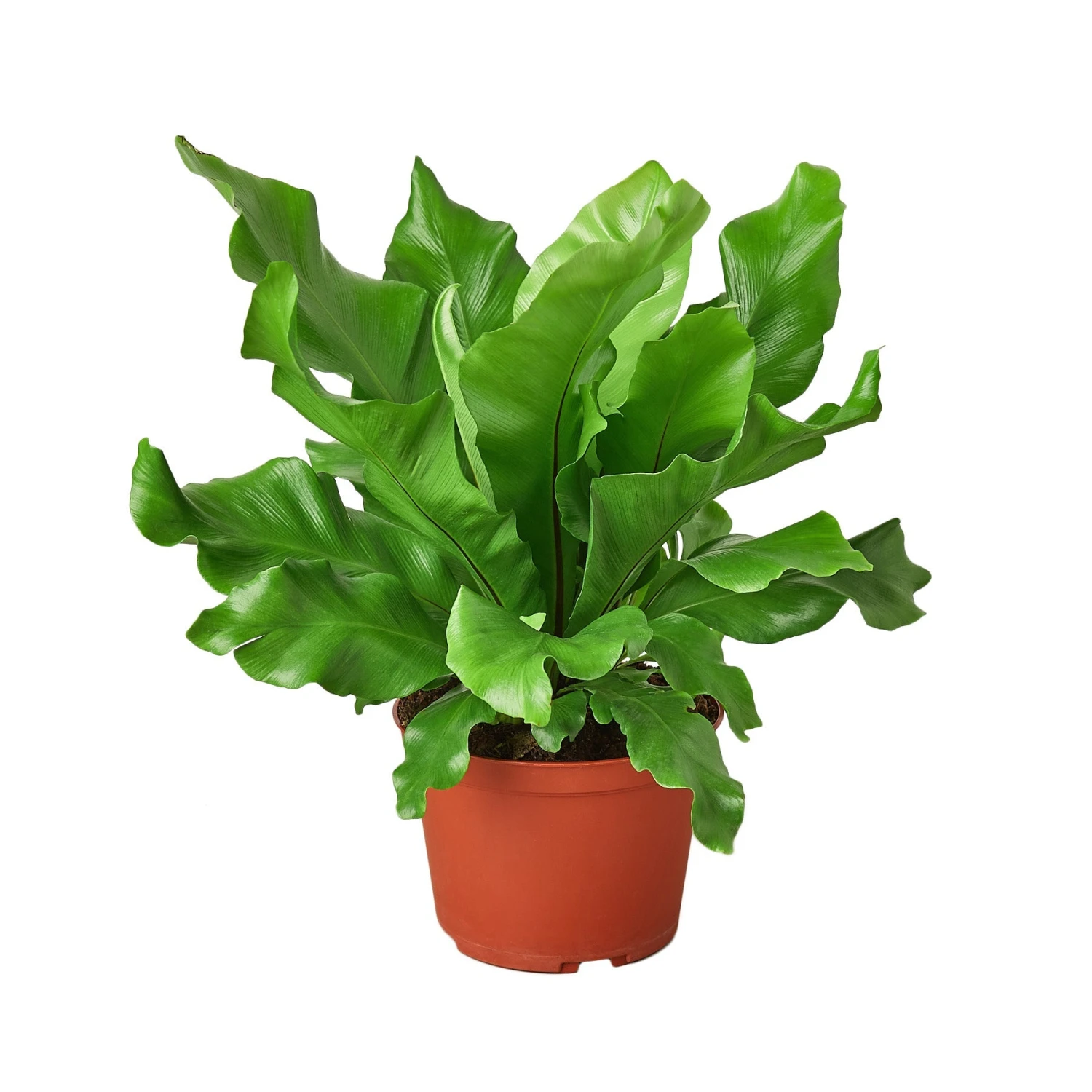 House Plant Dropship Live Plants Bird's Nest Nidus Fern 3 House Plant Dropship Live Plants Bird's Nest Nidus Fern