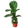 House Plant Dropship Fiddle Leaf Fig 2 House Plant Dropship Fiddle Leaf Fig