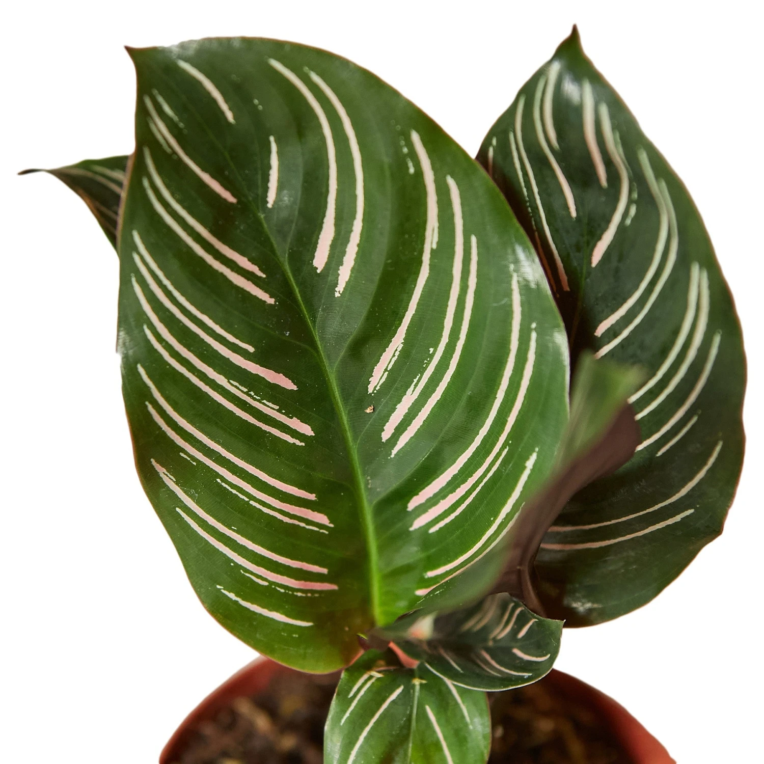 House Plant Dropship Calathea Ornata Live Plants 6 House Plant Dropship Calathea Ornata Live Plants