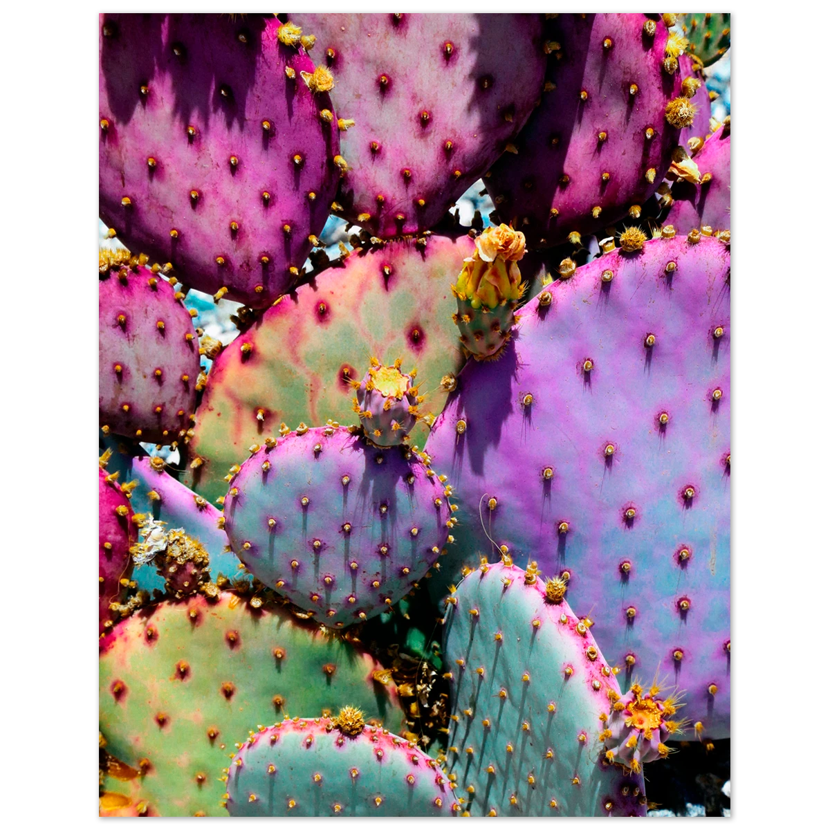 Justina Blakeney® Kids Rainbow Cactus Art Print By Justina Blakeney™ 4 Justina Blakeney® Kids Rainbow Cactus Art Print By Justina Blakeney™