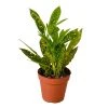 House Plant Dropship Gold Dust Croton