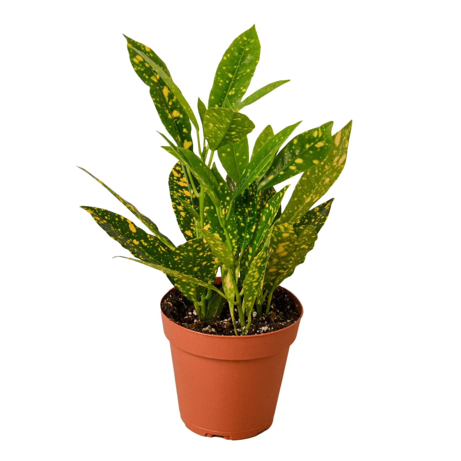 House Plant Dropship Gold Dust Croton 3 House Plant Dropship Gold Dust Croton
