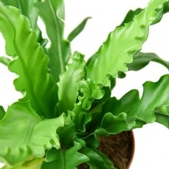 House Plant Dropship Bird’s Nest Fern