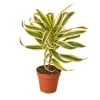 House Plant Dropship Song Of India 1 House Plant Dropship Song Of India