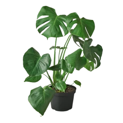 House Plant Dropship Philodendron Monstera Split-Leaf 12 House Plant Dropship Philodendron Monstera Split-Leaf