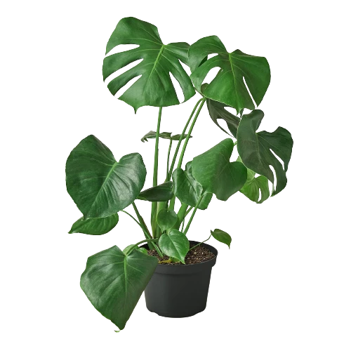 House Plant Dropship Philodendron Monstera Split-Leaf 7 House Plant Dropship Philodendron Monstera Split-Leaf