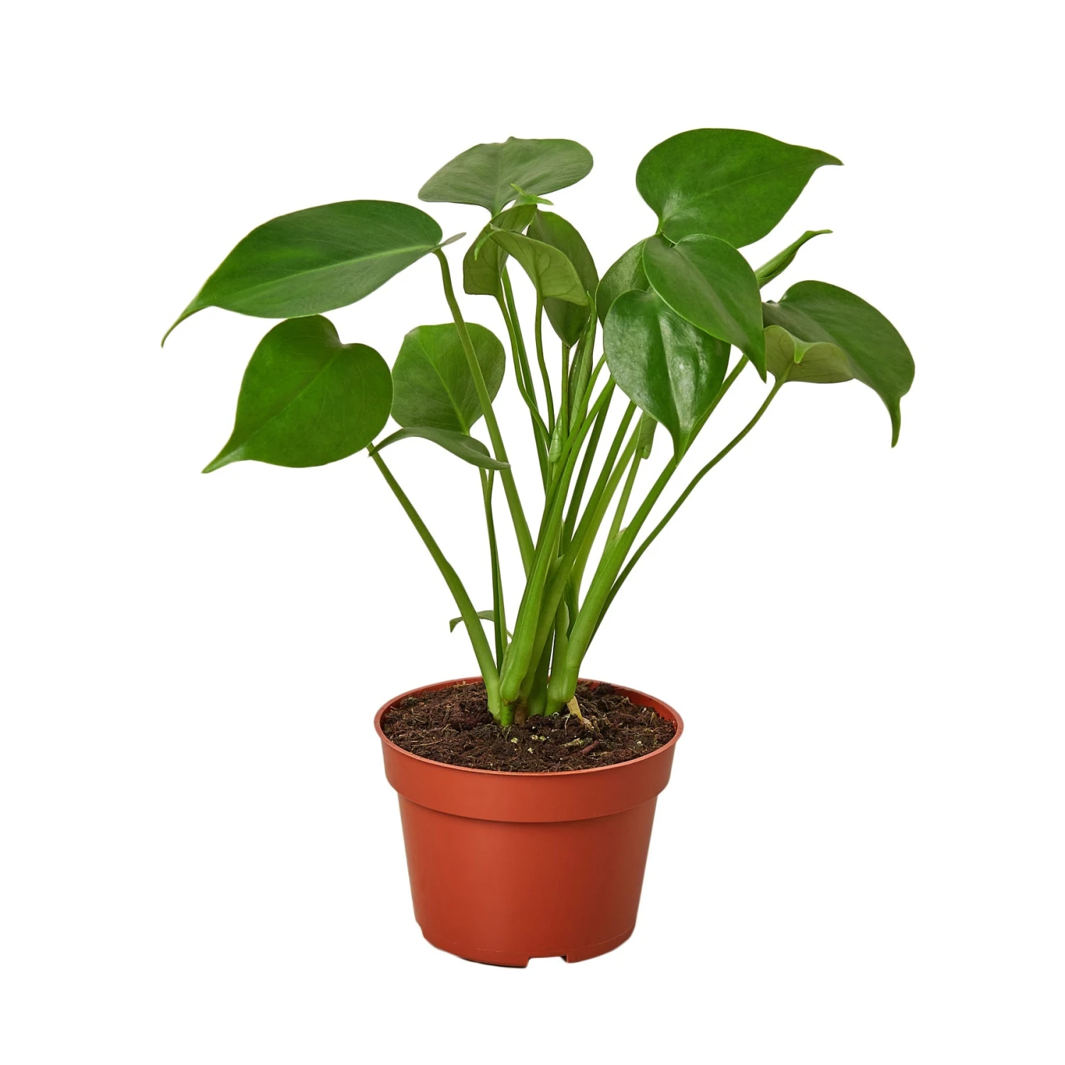 House Plant Dropship Philodendron Monstera Split-Leaf 4 House Plant Dropship Philodendron Monstera Split-Leaf