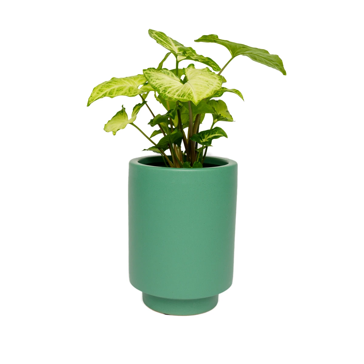 Jungalow® Planters Kelly Green Kaya Pot By Justina Blakeney™ 3 Jungalow® Planters Kelly Green Kaya Pot By Justina Blakeney™