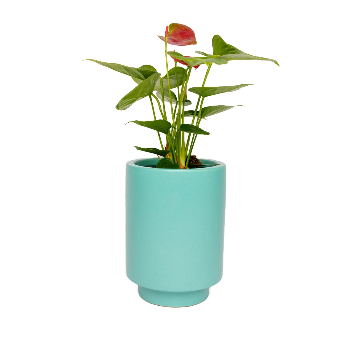 Jungalow® Carribean Green Kaya Pot By Justina Blakeney™ 3 Jungalow® Carribean Green Kaya Pot By Justina Blakeney™