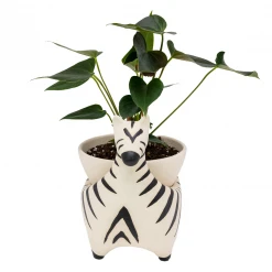 Jungalow® Zebra Savannah Garden Pot By Justina Blakeney™