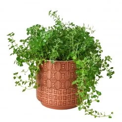 House Plant Dropship Diamond Planter