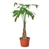 House Plant Dropship Live Plants Money Tree 2 House Plant Dropship Live Plants Money Tree