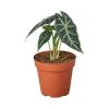 House Plant Dropship Live Plants Alocasia Amazonica