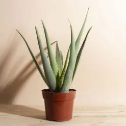 Home Botanicals Aloe Vera Live Plants