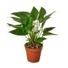 House Plant Dropship Anthurium 'White' 2 House Plant Dropship Anthurium 'White'