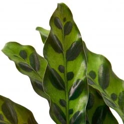 House Plant Dropship Calathea Rattlesnake New