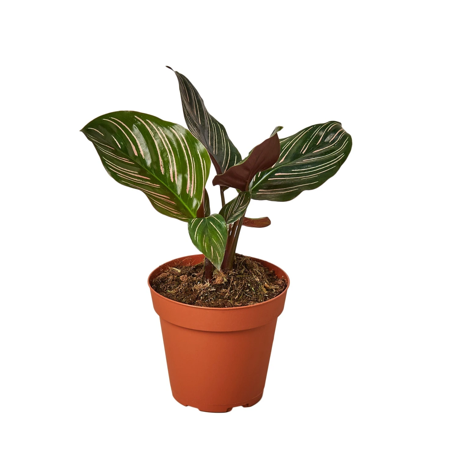 House Plant Dropship Calathea Ornata Live Plants 5 House Plant Dropship Calathea Ornata Live Plants