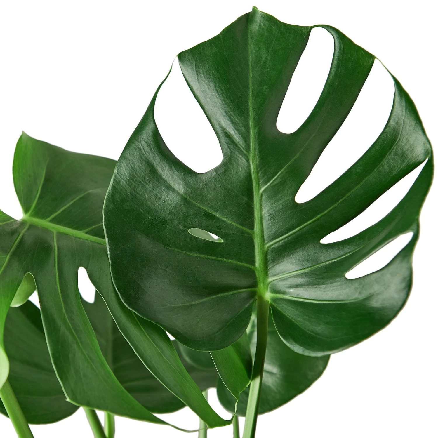 House Plant Dropship Philodendron Monstera Split-Leaf 8 House Plant Dropship Philodendron Monstera Split-Leaf