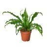 House Plant Dropship Bird’s Nest Fern