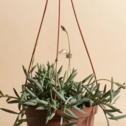 Home Botanicals Fish Hook Hanging Plant