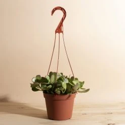 Home Botanicals Trailing Jade Hanging Plant