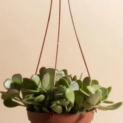 Home Botanicals Trailing Jade Hanging Plant