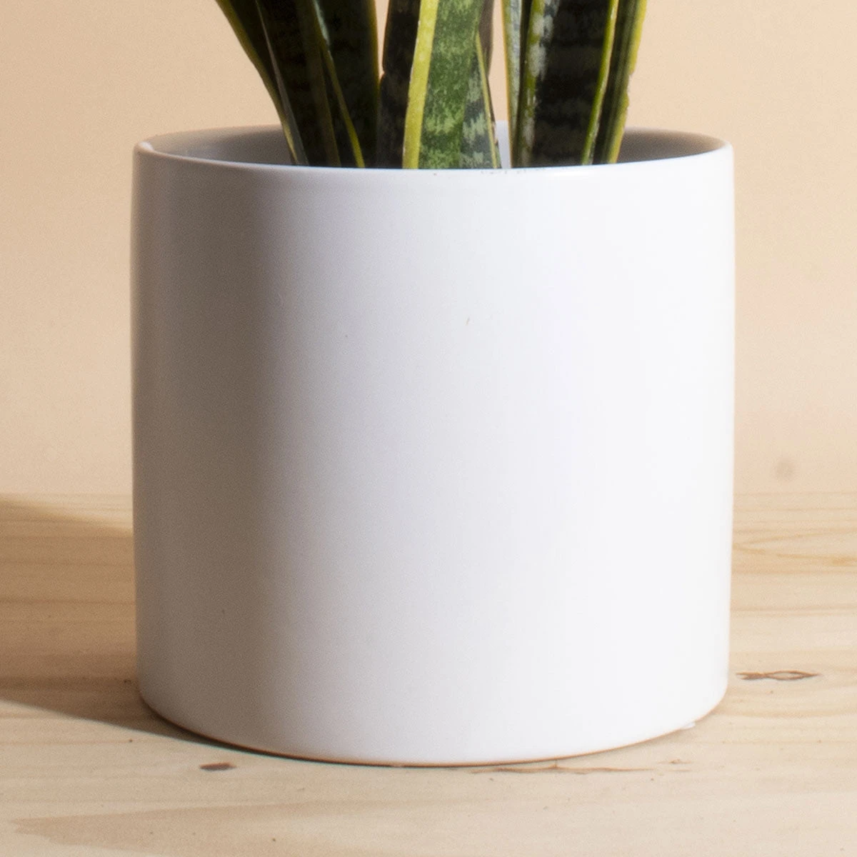Home Botanicals Live Plants Snake Plant + Ceramic White Planter 4 Home Botanicals Live Plants Snake Plant + Ceramic White Planter