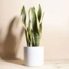 Home Botanicals Live Plants Snake Plant + Ceramic White Planter 1 Home Botanicals Live Plants Snake Plant + Ceramic White Planter
