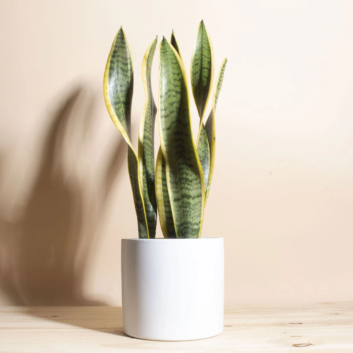 Home Botanicals Live Plants Snake Plant + Ceramic White Planter 3 Home Botanicals Live Plants Snake Plant + Ceramic White Planter