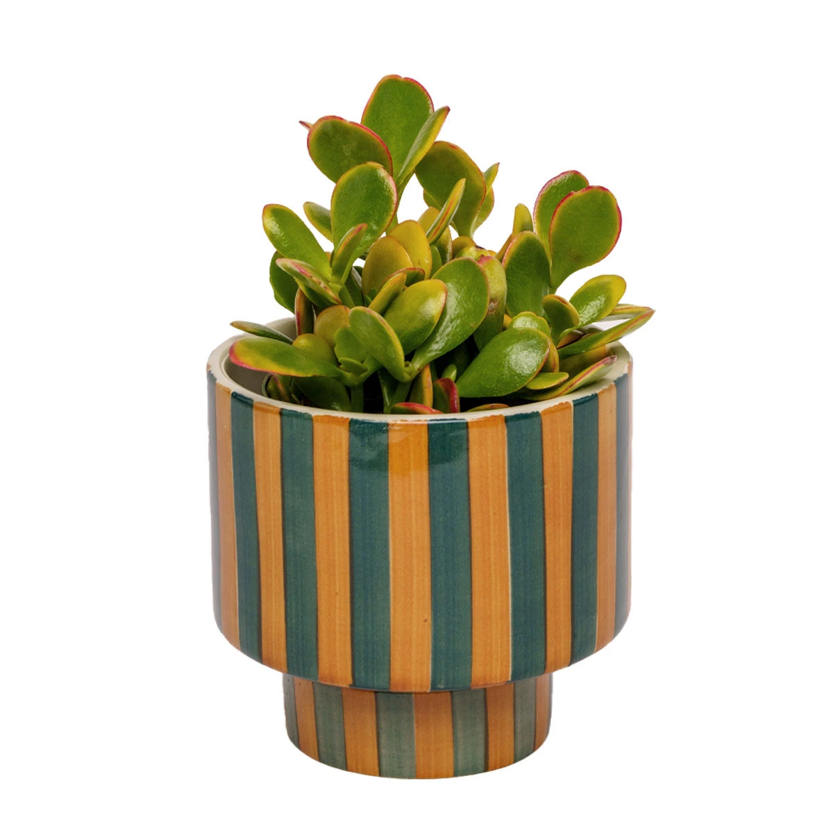 Jungalow® Kaya Shorty Ceramic Planter By Justina Blakeney™ 5 Jungalow® Kaya Shorty Ceramic Planter By Justina Blakeney™