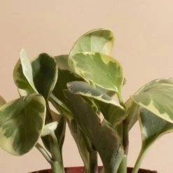 Home Botanicals Peperomia Rubber Live Plants