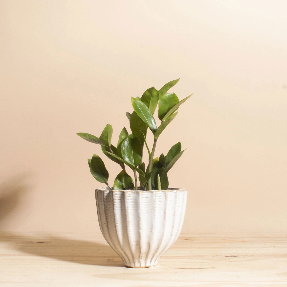 Home Botanicals ZZ Plant + Honeycomb Planter 3 Home Botanicals ZZ Plant + Honeycomb Planter