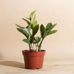 Home Botanicals Live Plants ZZ Plant