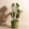 Home Botanicals Live Plants ZZ Plant